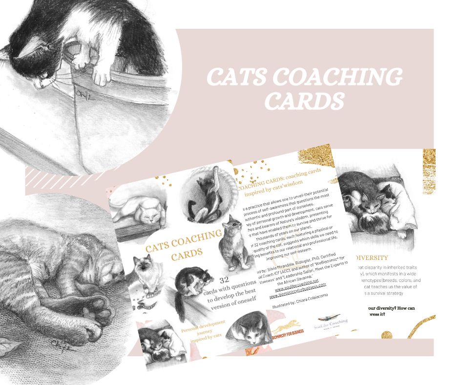 CATS COACHING CARDS ENGLISH